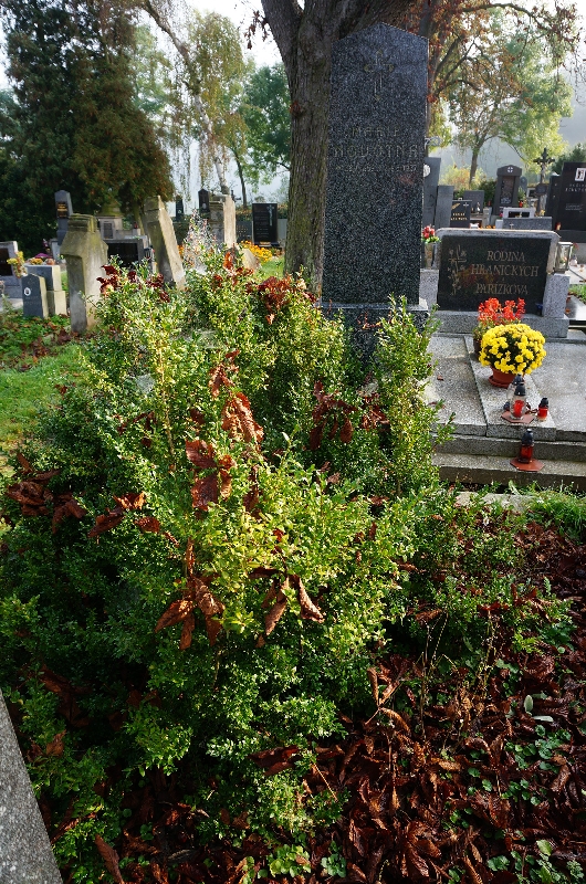 České hřbitovy